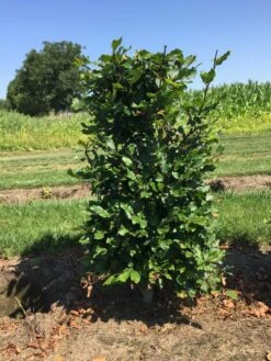 Beukenhaag Als Haagelement (Fagus Sylvatica) -PlantenPracht Winkel fagus sylvatica 80 x 50 x 50 cm drkl haagelement