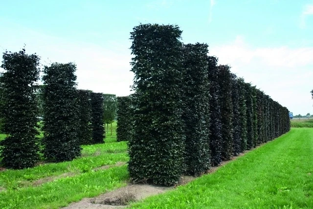 Rode Beukenhaag Als Haagelement (Fagus Sylvatica 'Atropunicea') 8 Rode Beukenhaag Als Haagelement (Fagus Sylvatica 'Atropunicea') - Afbeelding 6