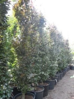 Rode Zuilbeuk (Fagus Sylvatica 'Dawyck Purple') -PlantenPracht Winkel fagus sylvatica dawijck purple 350 400 450 c130