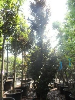 Rode Zuilbeuk (Fagus Sylvatica 'Dawyck Purple') -PlantenPracht Winkel fagus sylvatica dawijck purple 450 500 c160