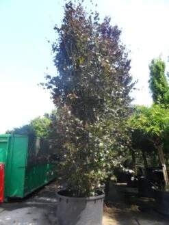 Rode Zuilbeuk (Fagus Sylvatica 'Dawyck Purple') -PlantenPracht Winkel fagus sylvatica dawijck purple 500 600 c1000