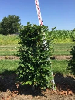 Beukenhaag Als Haagelement (Fagus Sylvatica) -PlantenPracht Winkel fagus sylvatica h100x50x50 cm 2 1