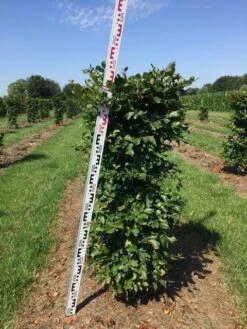 Beukenhaag Als Haagelement (Fagus Sylvatica) -PlantenPracht Winkel fagus sylvatica h125x50x50 cm 2