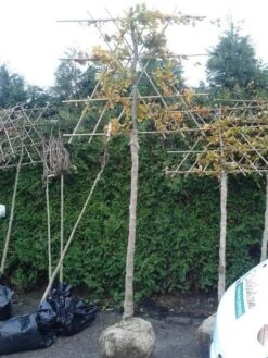 Groene Beuk Als Leiboom (Fagus Sylvatica) -PlantenPracht Winkel fagus sylvatica lei 2