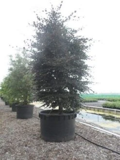 Rode Beukenboom (Fagus Sylvatica 'Purpurea Latifolia') -PlantenPracht Winkel fagus sylvatica purpurea latifolia 300 350 c1000 zuil