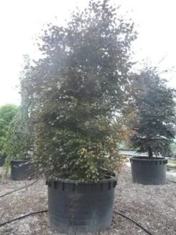 Rode Beukenboom (Fagus Sylvatica 'Purpurea Latifolia') -PlantenPracht Winkel fagus sylvatica purpurea latifolia 300 350 c1000 zuil 2