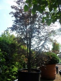 Rode Beukenboom (Fagus Sylvatica 'Purpurea Latifolia') -PlantenPracht Winkel fagus sylvatica purpurea latifolia solitair meerstammig c1500