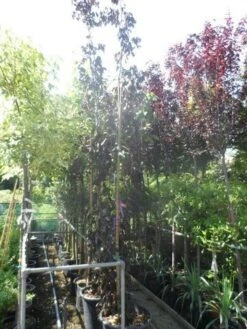 Rode Treurbeuk (Fagus Sylvatica 'Purpurea Pendula') 7 Rode Treurbeuk (Fagus Sylvatica 'Purpurea Pendula') -PlantenPracht Winkel fagus sylvatica purpurea pendula 300 400 cont