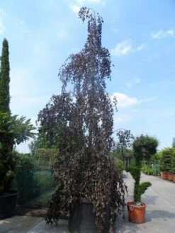 Rode Treurbeuk (Fagus Sylvatica 'Purpurea Pendula') 8 Rode Treurbeuk (Fagus Sylvatica 'Purpurea Pendula') -PlantenPracht Winkel fagus sylvatica purpurea pendula 600 700 800 c1000
