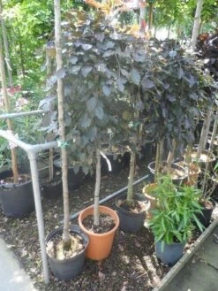 Rode Treurbeuk (Fagus Sylvatica 'Purpurea Pendula') 9 Rode Treurbeuk (Fagus Sylvatica 'Purpurea Pendula') -PlantenPracht Winkel fagus sylvatica purpurea pendula halfstam c20