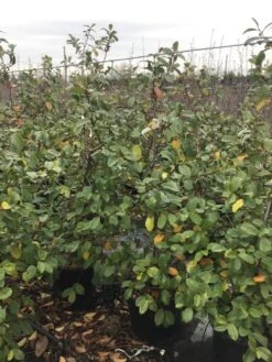 Michelia (Fairy Magnolia 'Blush') -PlantenPracht Winkel fairyblush