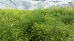 Bamboe (Fargesia Rufa) -PlantenPracht Winkel fargesia 1