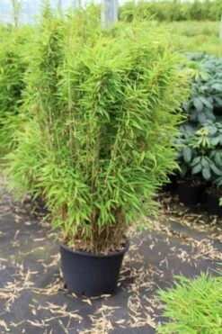 Niet Woekerende Bamboe (Fargesia Robusta) -PlantenPracht Winkel fargesia 1 1