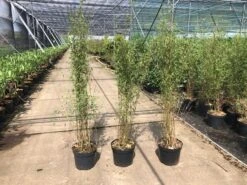 Niet Woekerende Bamboe (Fargesia 'Jiuzhaigou') -PlantenPracht Winkel fargesia 2