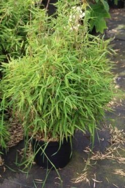 Niet Woekerende Bamboe (Fargesia Robusta) -PlantenPracht Winkel fargesia 2 1