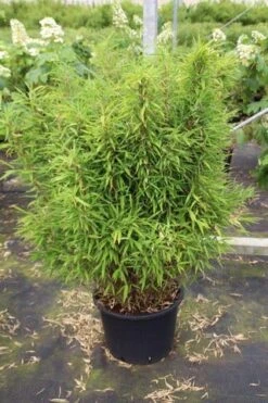 Niet Woekerende Bamboe (Fargesia Robusta) -PlantenPracht Winkel fargesia 3 1