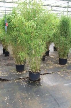 Niet Woekerende Bamboe (Fargesia Robusta) -PlantenPracht Winkel fargesia 4