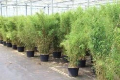 Niet Woekerende Bamboe (Fargesia Robusta) -PlantenPracht Winkel fargesia 5 1