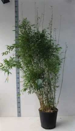 Niet-woekerende Bamboe (Fargesia Denudata)