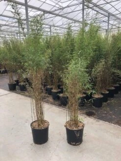 Niet Woekerende Bamboe (Fargesia 'Jiuzhaigou') -PlantenPracht Winkel fargesia jiu