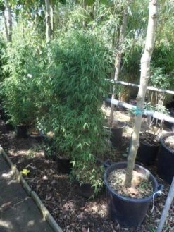 Niet Woekerende Bamboe (Fargesia 'Jiuzhaigou') -PlantenPracht Winkel fargesia jiu 125 150 c12