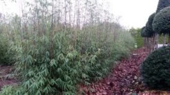 Niet Woekerende Bamboe (Fargesia 'Jiuzhaigou') -PlantenPracht Winkel fargesia jiuzaghou 4 1 2