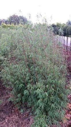 Niet Woekerende Bamboe (Fargesia 'Jiuzhaigou') -PlantenPracht Winkel fargesia jiuzaghou 4 2