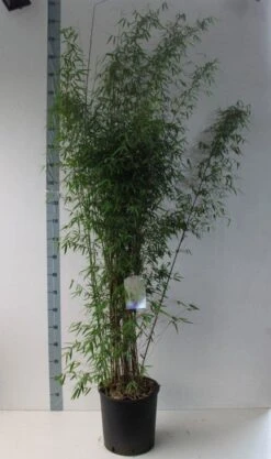 Niet Woekerende Bamboe (Fargesia 'Jiuzhaigou') -PlantenPracht Winkel fargesia juizhaigo 125 150 co. 18l kopie kopie 2