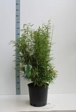 Niet Woekerende Bamboe (Fargesia 'Dino') -PlantenPracht Winkel fargesia m. dino 80 100 cm co. 12l v kopie 1