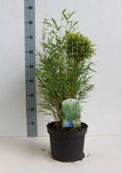 Niet Woekerende Bamboe (Fargesia Murieliae 'Bimbo') -PlantenPracht Winkel fargesia m bimbo 40 50 cm co. 5l kopie 1
