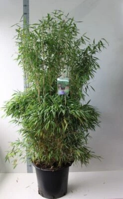 Niet Woekerende Bamboe (Fargesia Murieliae 'Jumbo') -PlantenPracht Winkel fargesia m super jumbo 125 150 co. 30l kopie