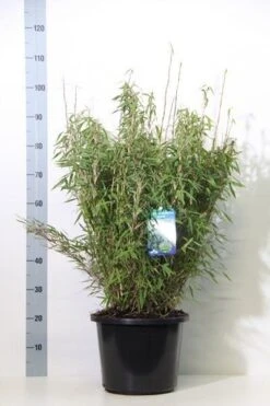 Niet Woekerende Bamboe (Fargesia Murieliae 'Bimbo') -PlantenPracht Winkel fargesia mur. bimbo 60 80 cm co. 12l