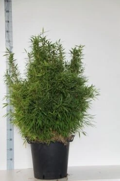 Niet Woekerende Bamboe (Fargesia Murieliae 'Bimbo') -PlantenPracht Winkel fargesia mur. bimbo 80 100 cm co. 30l 1
