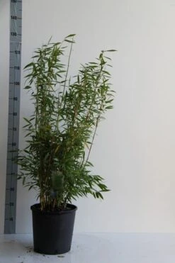 Niet Woekerende Bamboe (Fargesia 'Panda') 5 Niet Woekerende Bamboe (Fargesia 'Panda') -PlantenPracht Winkel fargesia mur. dino 80 100 cm co. 12l v 1 1
