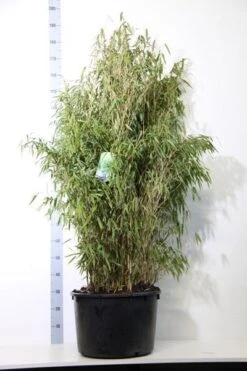 Niet Woekerende Bamboe (Fargesia Murieliae 'Simba') -PlantenPracht Winkel fargesia mur. simba 125 150 cm co. 40l 1