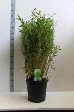Niet Woekerende Bamboe (Fargesia Murieliae 'Simba') -PlantenPracht Winkel fargesia mur. simba 80 100 cm co. 15l kopie kopie 1