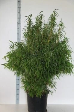 Niet Woekerende Bamboe (Fargesia Murieliae 'Jumbo') -PlantenPracht Winkel fargesia mur. super jumbo 125 150 cm co.30l 1