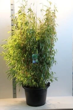 Niet Woekerende Bamboe (Fargesia Murieliae 'Jumbo') -PlantenPracht Winkel fargesia mur. super jumbo 150 175 cm co. 35l 1
