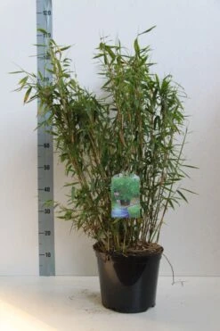 Niet Woekerende Bamboe (Fargesia Murieliae 'Jumbo') -PlantenPracht Winkel fargesia mur. super jumbo 60 80 cm co. 7.5l kopie 1