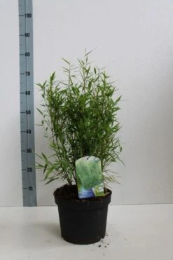 Niet Woekerende Bamboe (Fargesia Murieliae 'Bimbo') -PlantenPracht Winkel fargesia mur bimbo 40 60 co. 5l kopie 1