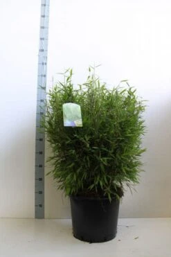 Niet Woekerende Bamboe (Fargesia Murieliae 'Bimbo') -PlantenPracht Winkel fargesia mur bimbo 60 80 cm co. 20l kopie 1