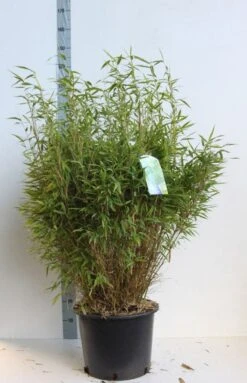 Niet Woekerende Bamboe (Fargesia Murieliae 'Bimbo') -PlantenPracht Winkel fargesia mur bimbo 80 100 cm co. 25l kopie 1