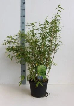 Niet Woekerende Bamboe (Fargesia Murieliae 'Simba') -PlantenPracht Winkel fargesia mur simba 50 60 cm co.5l kopie 1