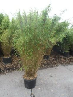 Niet Woekerende Bamboe (Fargesia Murieliae 'Jumbo') -PlantenPracht Winkel fargesia murieliae jumbo 150 175 c25