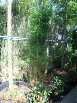 Niet Woekerende Bamboe (Fargesia Murieliae 'Jumbo') -PlantenPracht Winkel fargesia murieliae jumbo 175 200 c35