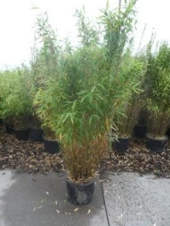 Niet Woekerende Bamboe (Fargesia Murieliae 'Simba') -PlantenPracht Winkel fargesia murieliae simba 125 150 c20 1