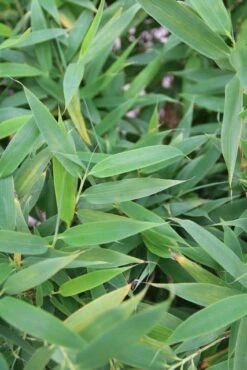 Niet Woekerende Bamboe (Fargesia Murieliae 'Simba') -PlantenPracht Winkel fargesia murieliae simba 1 1