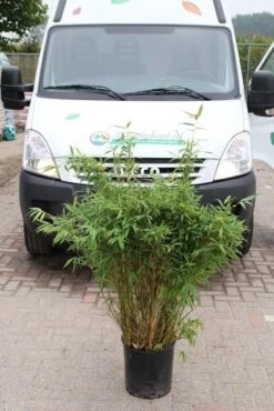 Niet Woekerende Bamboe (Fargesia Murieliae 'Simba') -PlantenPracht Winkel fargesia murieliae simba 2 1