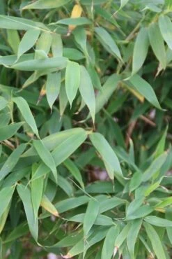 Niet Woekerende Bamboe (Fargesia Murieliae 'Simba') -PlantenPracht Winkel fargesia murieliae simba 3 1