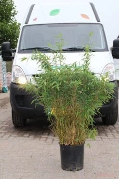 Niet Woekerende Bamboe (Fargesia Murieliae 'Simba') -PlantenPracht Winkel fargesia murieliae simba 4 1